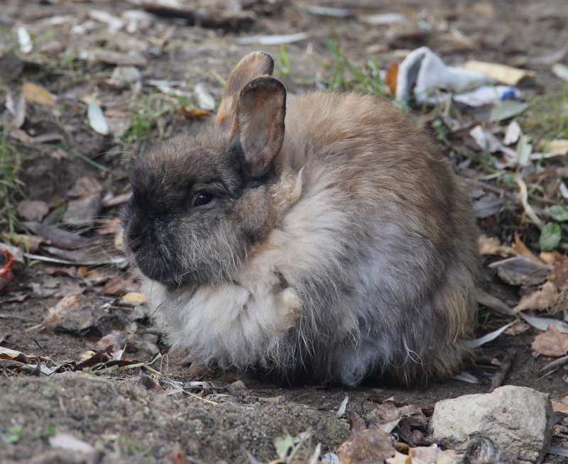 outdoors, domestic animals, pets, furry, toy, grey, nature, domestic, sulfur rabbit, hare, ground, gray rabbit, stroll, childhood, mammal, animal wildlife