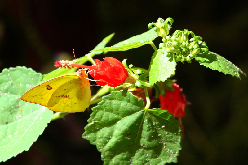 flowering plant, pollination, bright, little sulphur, flowers, day, flora, flower head, blooming, insects, outdoors, insect, green Color, coliadinae, beauty In Nature