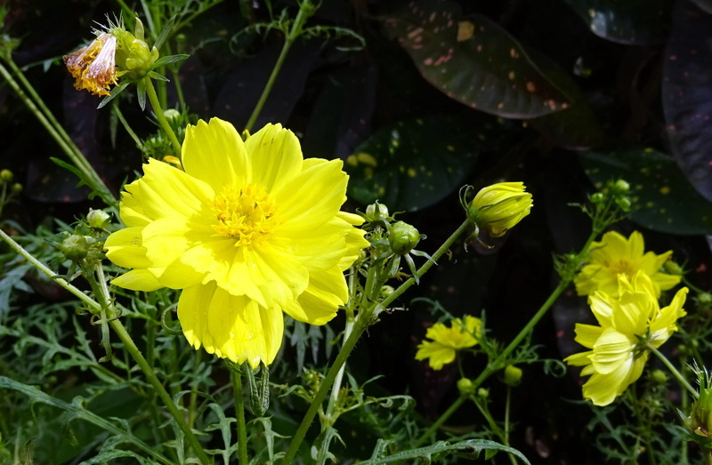 1080P, india, flower head, fragility, nature, dharwad, flora, day, petal, yellow cosmos, focus on foreground, flower, bloom, leaf, no people, cosmos sulphureus