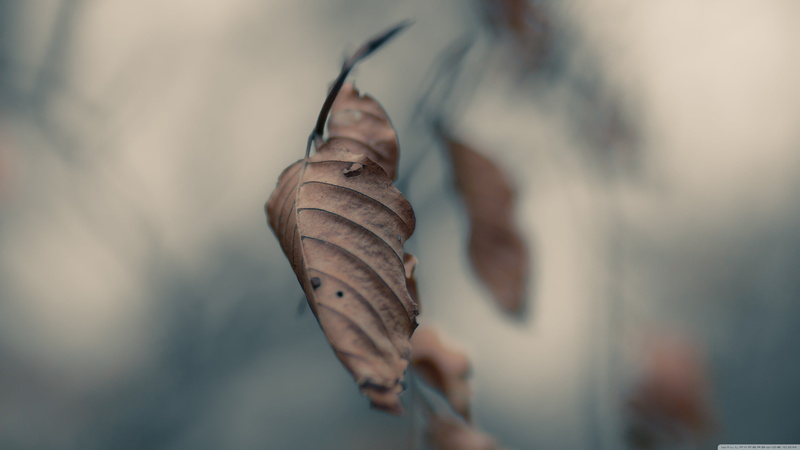 day, invertebrate, 4K, plant, no people, natural condition, close-up, vulnerability, outdoors, fragility, plant part, change, dried, selective focus, nature