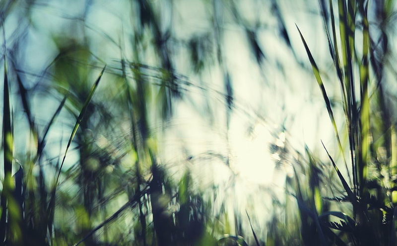 day, tranquil Scene, forest, season, backgrounds, macro, tranquility, selective Focus, timothy grass, grass, defocused, land, nature, depth of field, non-Urban Scene