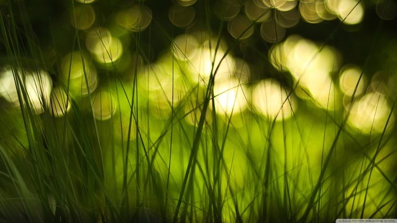field, environment, meadow, color Image, morning, bright, no People, day, light - Natural Phenomenon, abstract, nature, photographic Effects, blade of grass