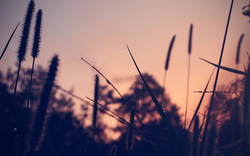 focus on foreground, trees, plant, 1080P, no people, silhouette, stalk, plant stem, scenics - nature, plants, selective focus, blade of grass, depth of field
