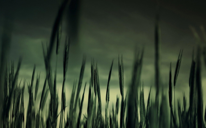 growth, outdoors, nature, day, close-up, tranquility, farm, selective focus, green color, green, beauty in nature, close, plant, land, grasses, photo, agriculture