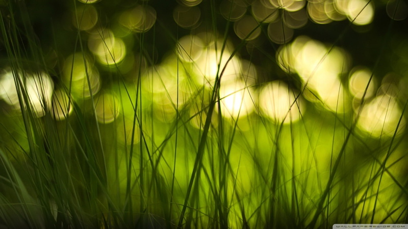 field, full frame, land, plants, beauty in nature, growth, timothy grass, no people, environment, outdoors, grass, nature, green color, tranquility, 1080P