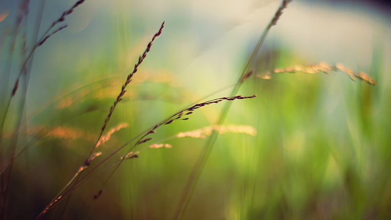tranquility, green color, plant stem, close-up, brown, grass, outdoors, focus on foreground, sunlight, no people, shallow, field, growth, timothy grass