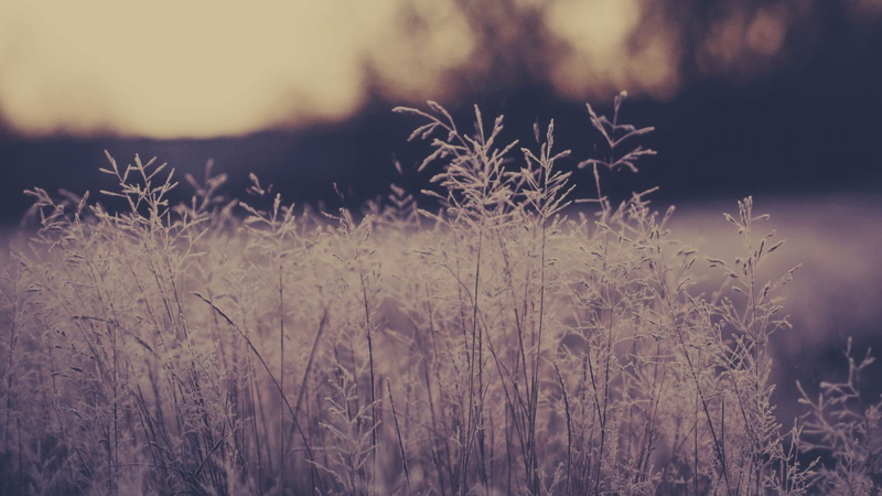 growth, focus on foreground, beauty in nature, grass, tranquility, no people, plants, tree, sky, environment, day, non-urban scene, timothy grass, 1080P
