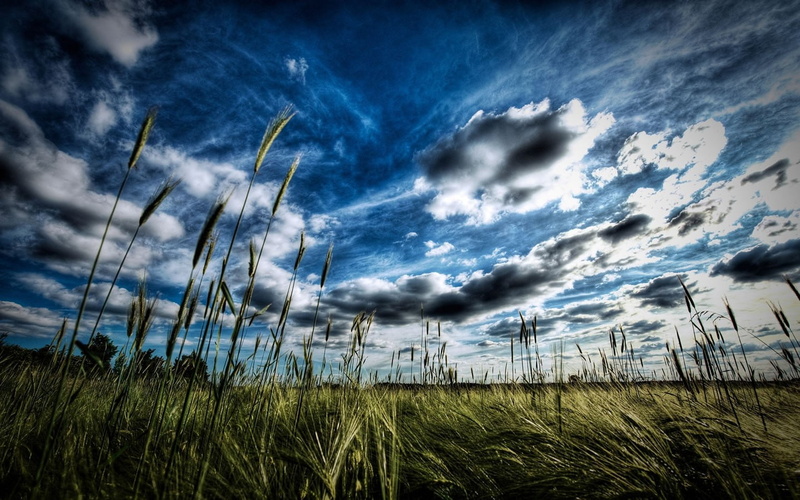 sky, beauty in nature, agriculture, worm, wind, crop, day, grass, low angle view, cloud - sky, environment, tranquil scene, landscape, tranquility, no people