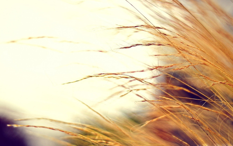 sky, grass, rural scene, stalk, timothy grass, brown, agriculture, growth, day, outdoors, focus on foreground, nature, no people, selective focus, tranquility