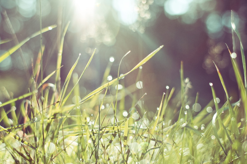 summer, land, drops, freshness, green Color, sunbeam, abstract, plant, Morning, green, Grass, Forest, lens flare, close-up, macro, day, season, backgrounds