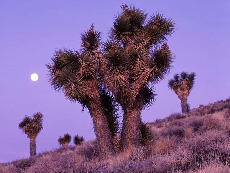 nature, landscape, dry grass, purple sky, palm trees, dusk, 720P