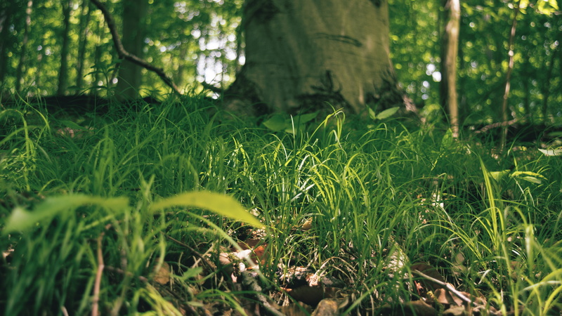 grass, nature, ground, 4K
