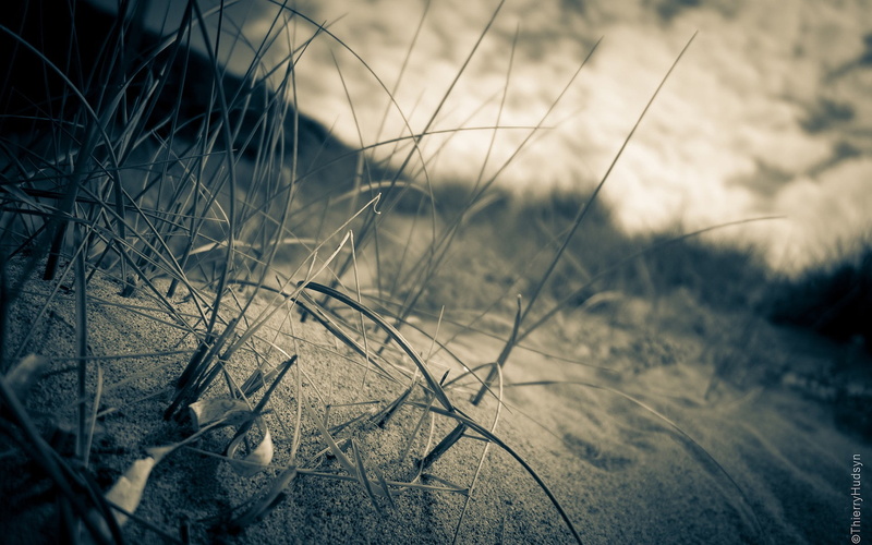 1080P, land, nature, selective focus, sand, day, beauty in nature, focus on foreground, dry, blade of grass, grass, plant, tranquility, plants, close-up
