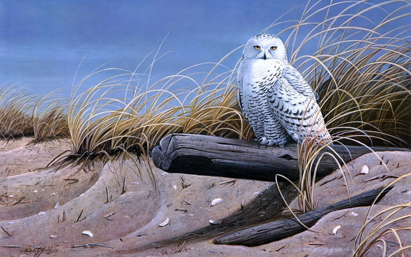 plant, sea, animal, sand, looking away, bird of prey, beach, rock - Object, outdoors, bird, white, wildlife, animals In The Wild, perching, 720P, owl