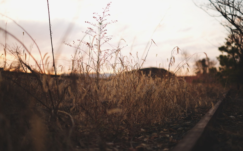 sky, landscape, tranquil scene, day, selective focus, nature, growth, scenics - nature, grass, tranquility, land, non-urban scene, corn, grasses, beauty in nature