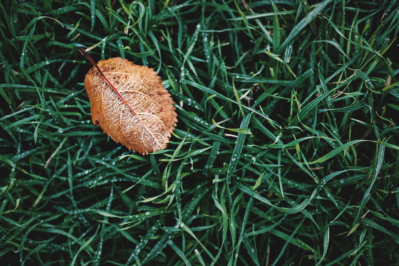 dry, green color, autumn, high angle view, leaf, environment, 1080P, land, beauty in nature, high, change, tranquility, no people, leaves, nature, outdoors