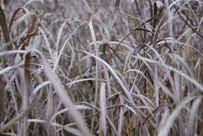 crop, brown, day, dried plant, tranquility, land, selective focus, no people, backgrounds, growth, vulnerability, nature, full frame, plants, close-up
