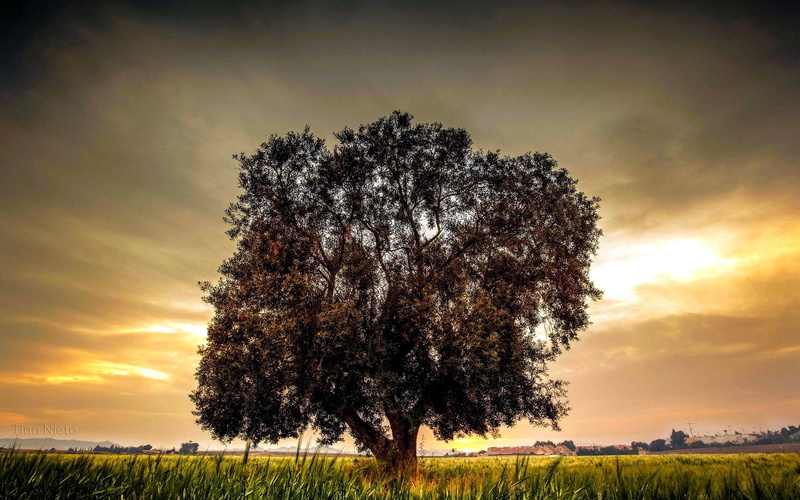 tree, 1080P, single, nature and landscapes, sunset, landscape, field, nature