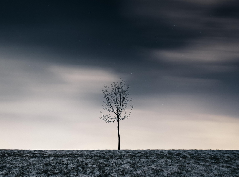 Snow, isolated, plant, no people, majestic, single, Landscape, cloud - sky, beauty in nature, Nature, Winter, Outdoor, bare tree, field, branch, environment