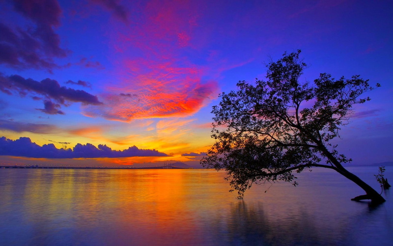 sunset, landscape, trees, single, tree, lake, 1080P, 3d and abstract, nature