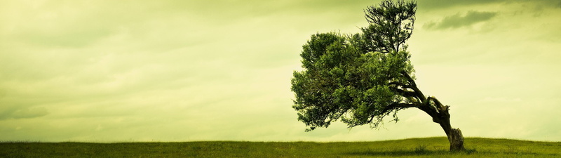 beauty in nature, tree trunk, growth, day, environment, grass, trees, single tree, green, 4K, sky, tranquility, scenics - nature, field, leafed, landscape