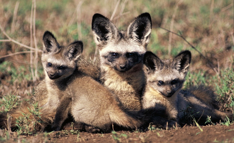 group of animals, small, two animals, kangaroo, bat, young animal, mammal, animals in the wild, no people, three, Eared, fox, nature, looking at camera