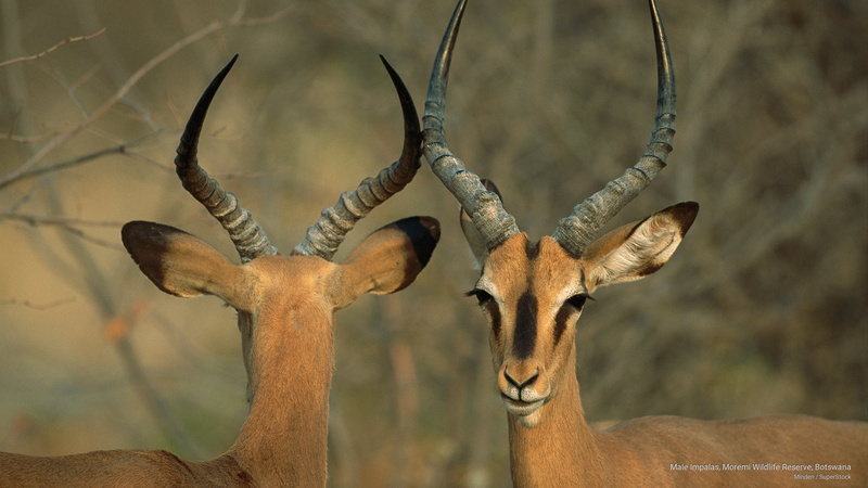 2K, moremi, impalas, botswana, reserve, wildlife, Animals, male