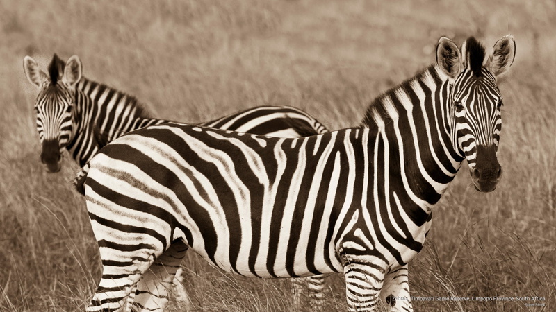 africa, timbavati, zebras, province, limpopo, game, Animals, reserve, 2K, south