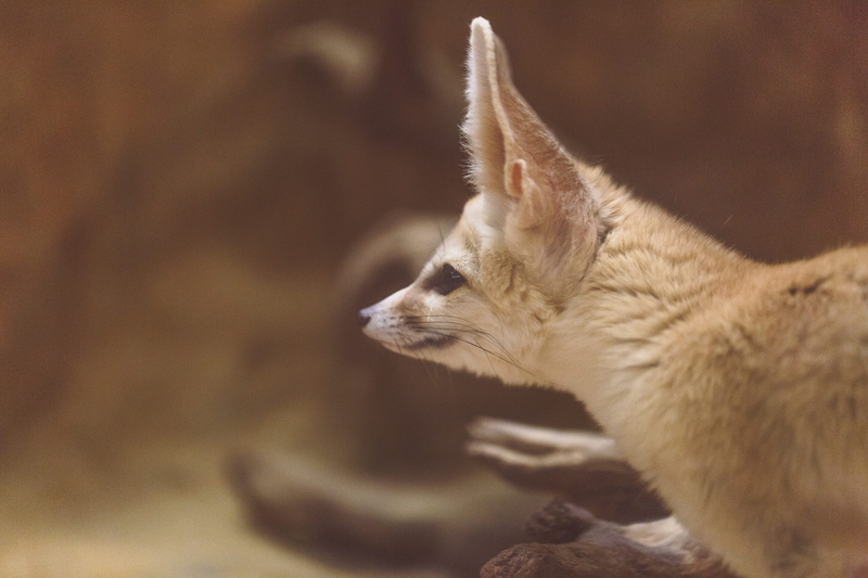 animal body part, looking, cute, no people, nature, domestic animals, carnivore, 5K, long, whisker, close-up, fur, photo, eared, fox, pets, coated, canine