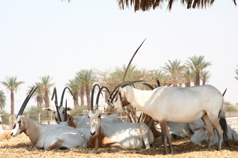 horns, oryx, shade, animals in the wild, no people, group of animals, domestic animals, mammal, wildlife, animal themes, nature, vertebrate, sky, plant