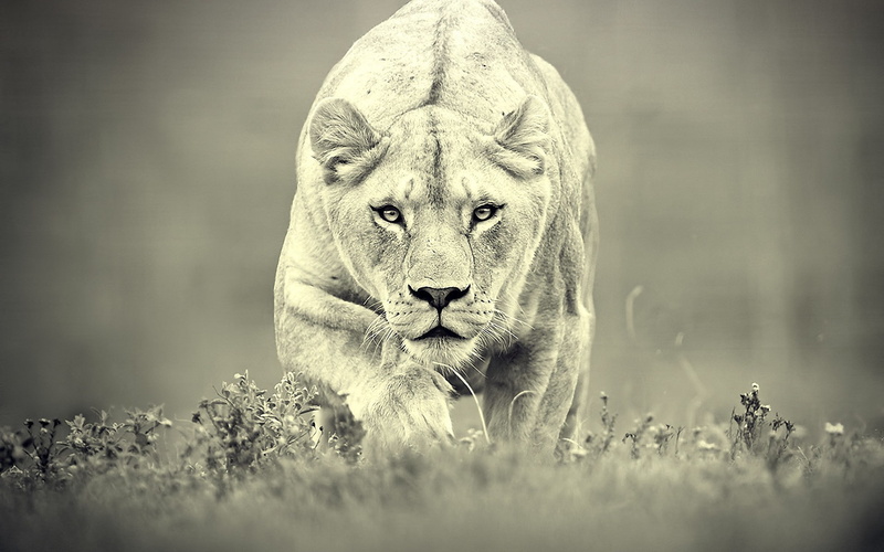 animals, grass, lion, nature, 1080P