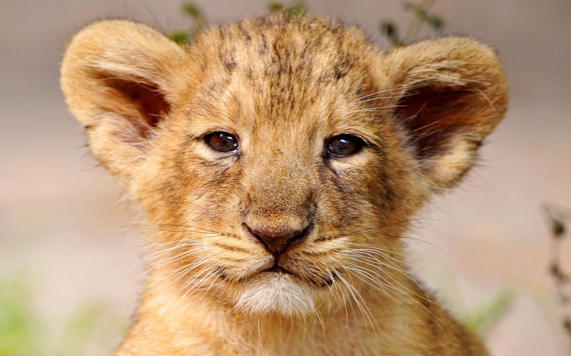 animals, wild life, lion, 2K, portrait, cub, cute