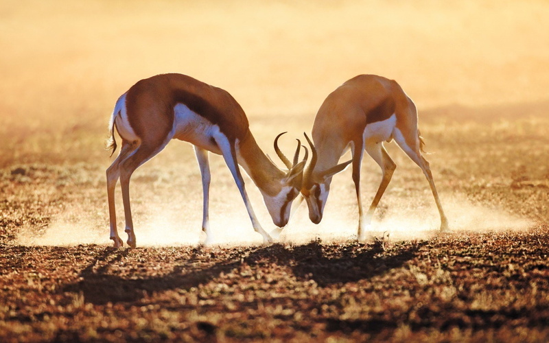 Fighting, 720P, Springbok, ground
