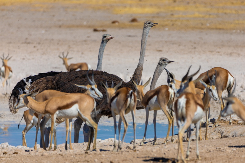herd, springbok, day, nature, dry, animal wildlife, strauss, safari, mammal, arid climate, large group of animals, animal themes, antelope, water, no people