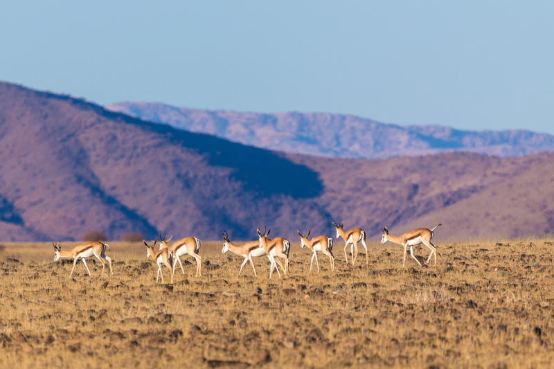 desert, cute, namibia, antelope, animal wildlife, herd, environment, land, animal world, animal themes, nature, bird, no people, scenics - nature, vertebrate
