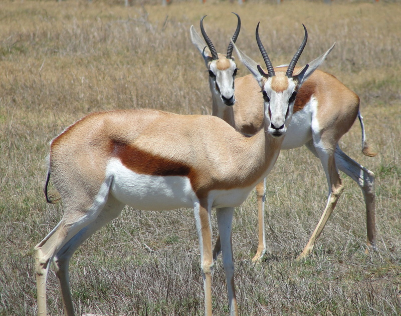animal themes, 2K, animal wildlife, antelope, no people, vertebrate, herbivorous, full length, land, grass, nature, animals in the wild, plant, africa