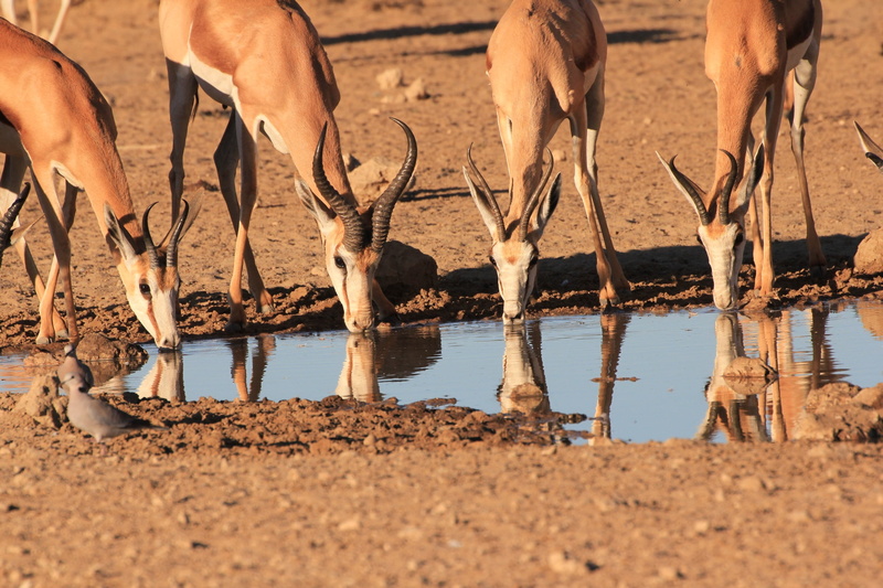 animal, outdoors, land, 2K, sunlight, group of animals, vertebrate, mammal, animal leg, mud, dirt, herbivorous, animal wildlife, nature, domestic animals
