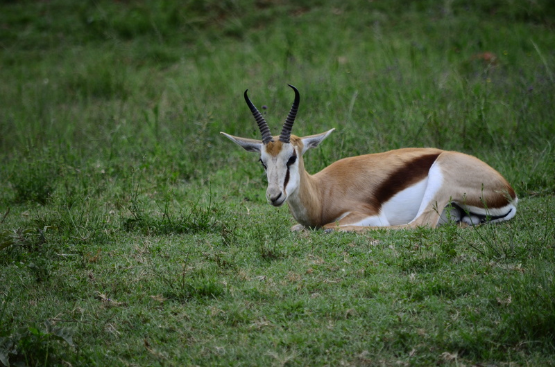 green, domestic animals, one animal, grass, nature, deer, plant, no people, animal, springbok, outdoors, animal themes, white, brown, horned, animal wildlife