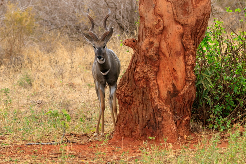 no people, safari, herbivorous, forest, springbok, land, 4K, kenya, animal themes, tree, plant, antler, animal wildlife, day, one animal, africa, animal world