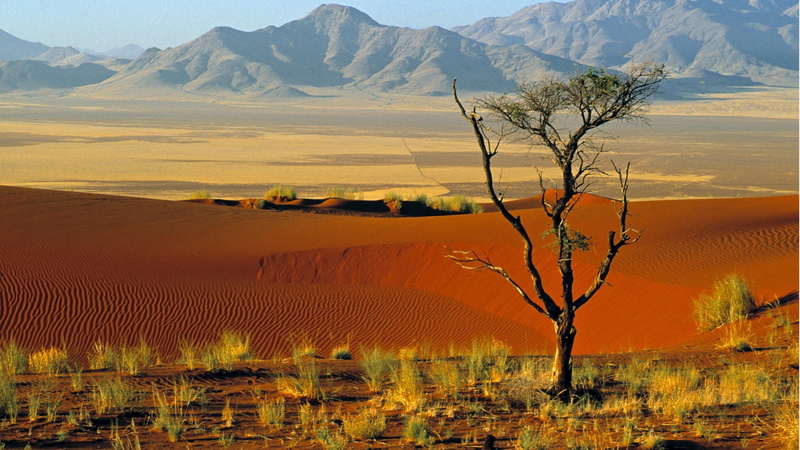 1080P, beauty in nature, desert, tranquil scene, landscape, semi-arid, physical geography, mountain range, day, climate, tree, nature, mountains, remote