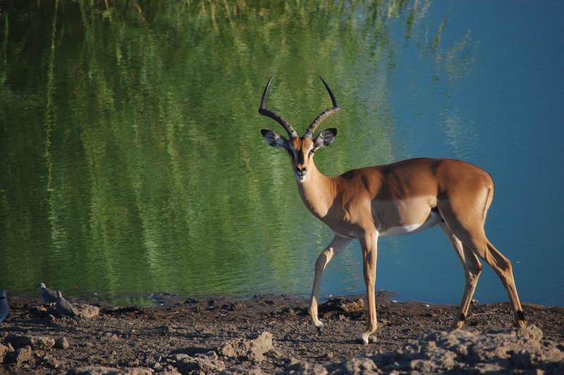 standing, antelope, africa, etosha, wildlife, brown, deer, animals in the wild, lake, herbivorous, mammal, namibia, one animal, animal, beauty in nature