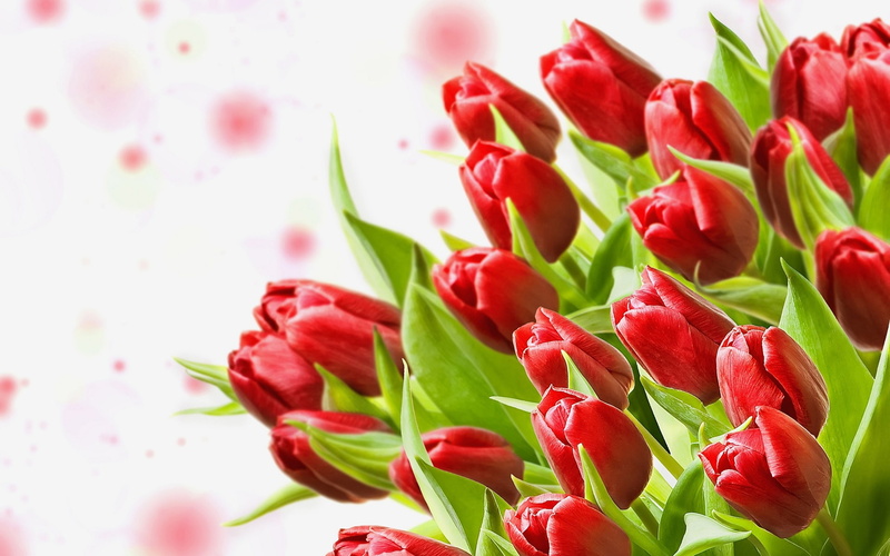 White, flower, Tulips, Bouquet, Red, Background, 1080P