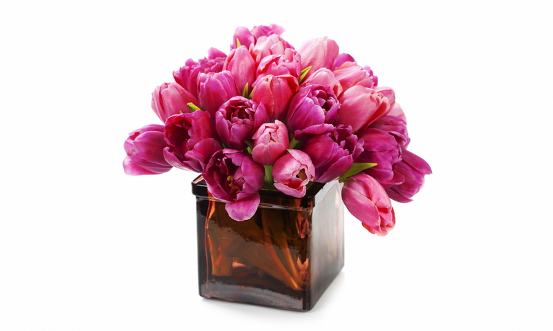 bouquet, fresh, beauty in nature, nature, white background, cut out, no people, vase, purple, inflorescence, tulip, flower arrangement, 5K, container