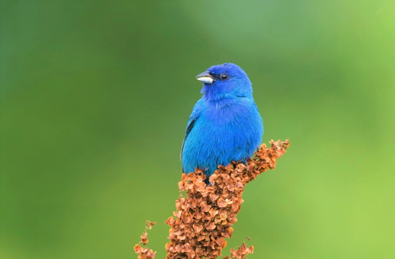 Animal, Bird, Birds, 1080P, Indigo Bunting