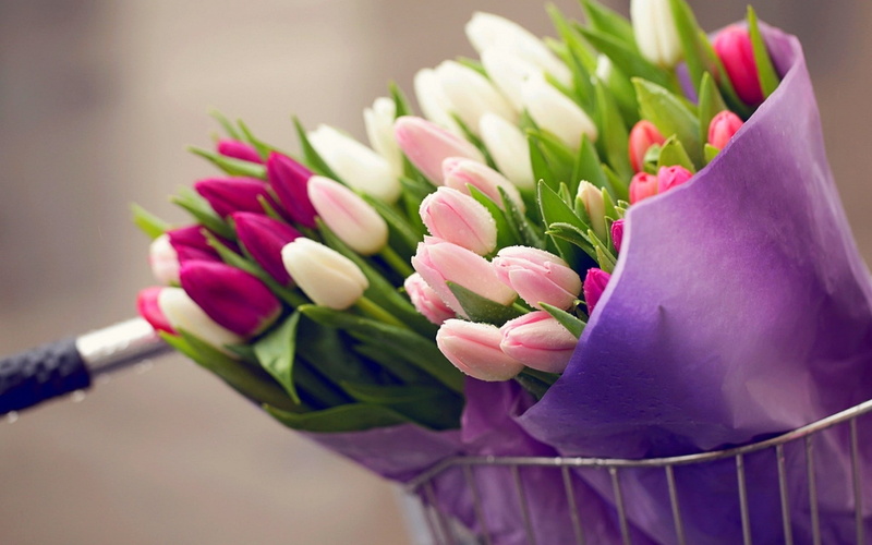1080P, tulips, bouquets