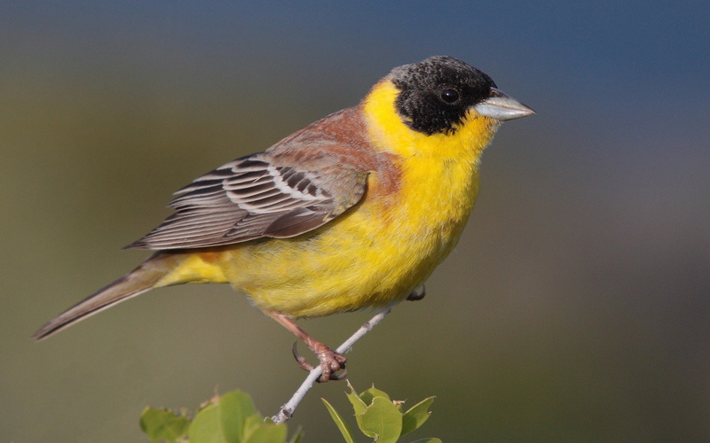 perching, no people, beauty in nature, songbird, animal, day, nature, Bunting, focus on foreground, vertebrate, animals in the wild, close-up, animal themes