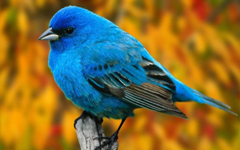 1080P, Birds, Indigo Bunting
