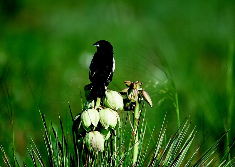 plant, green color, nature, beauty in nature, close-up, wildlife, bird, freshness, perched, animal wildlife, grass, flower, outdoors, land, lark bunting
