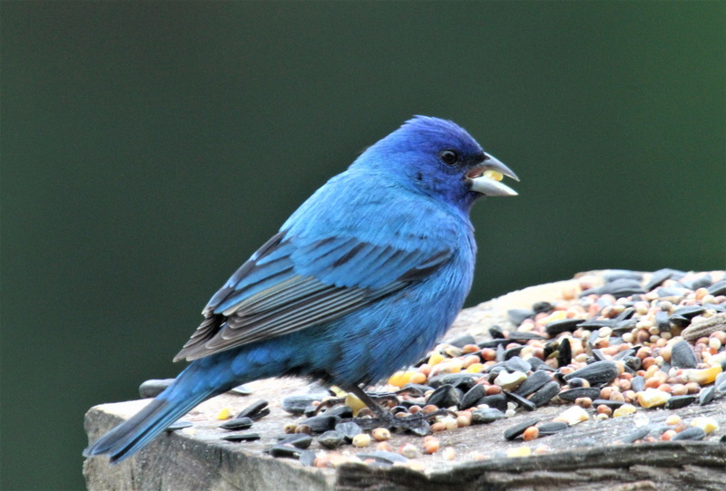 nature, rock, beak, one animal, day, indigo bunting 4k image for, animal wildlife, food, animals in the wild, perching, close-up, vertebrate, side view