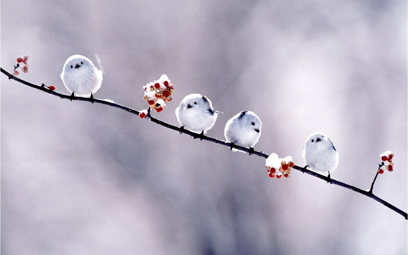 Bunting, Winter, 720P, Animal, Bird, Berry, Snow Bunting, Branch, Birds
